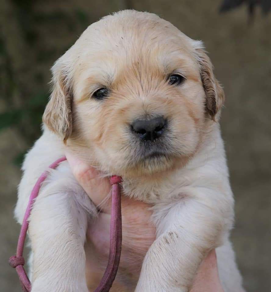 Stella Des Puppys Goldens Love