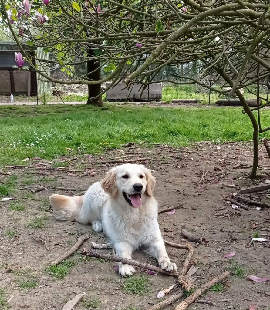 Stella Des Puppys Goldens Love