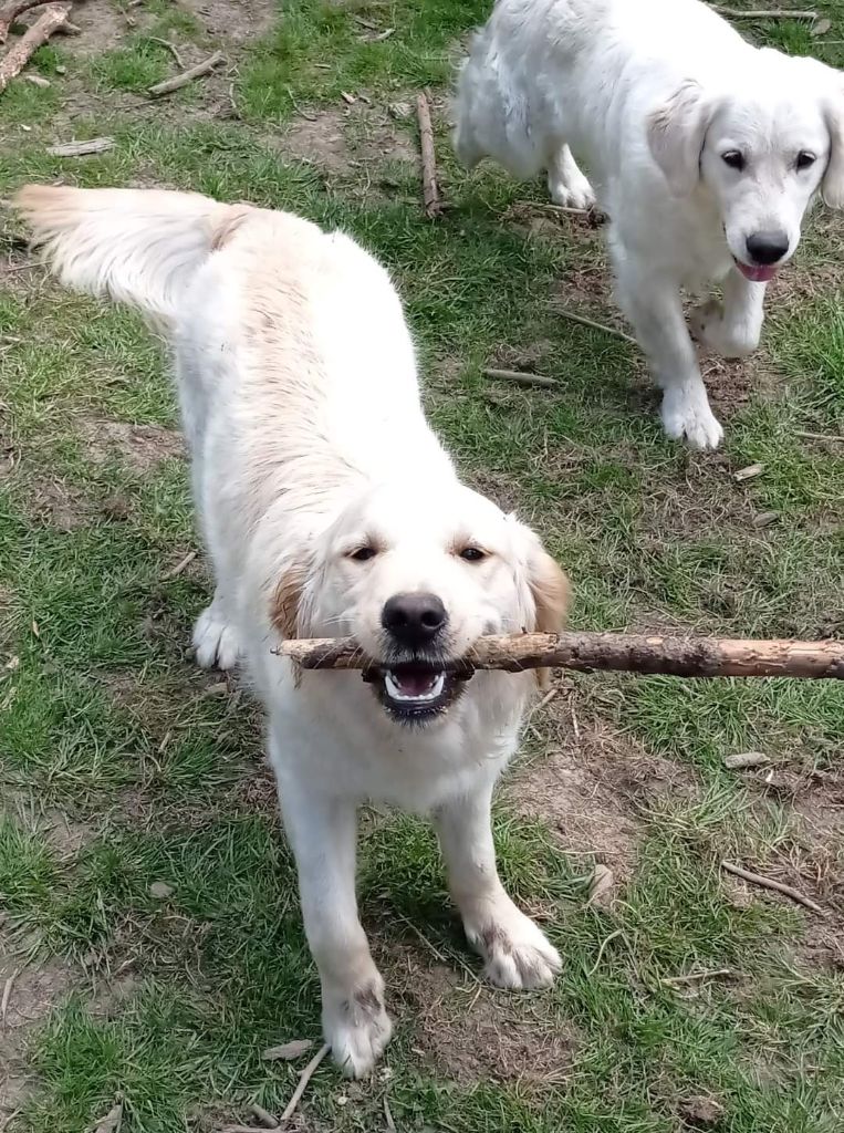 Stella Des Puppys Goldens Love