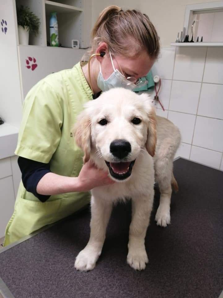 Stella Des Puppys Goldens Love