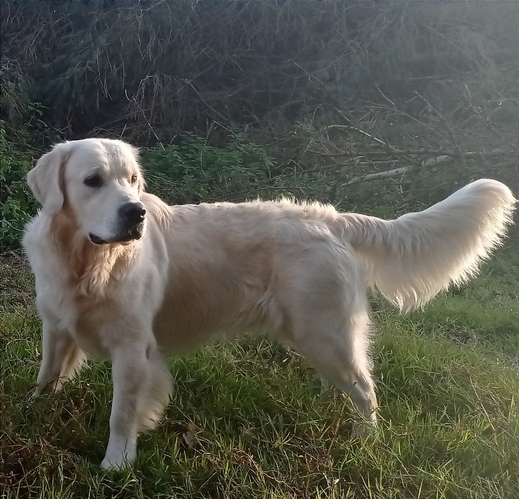 Romeo des Légendaires Nahauri