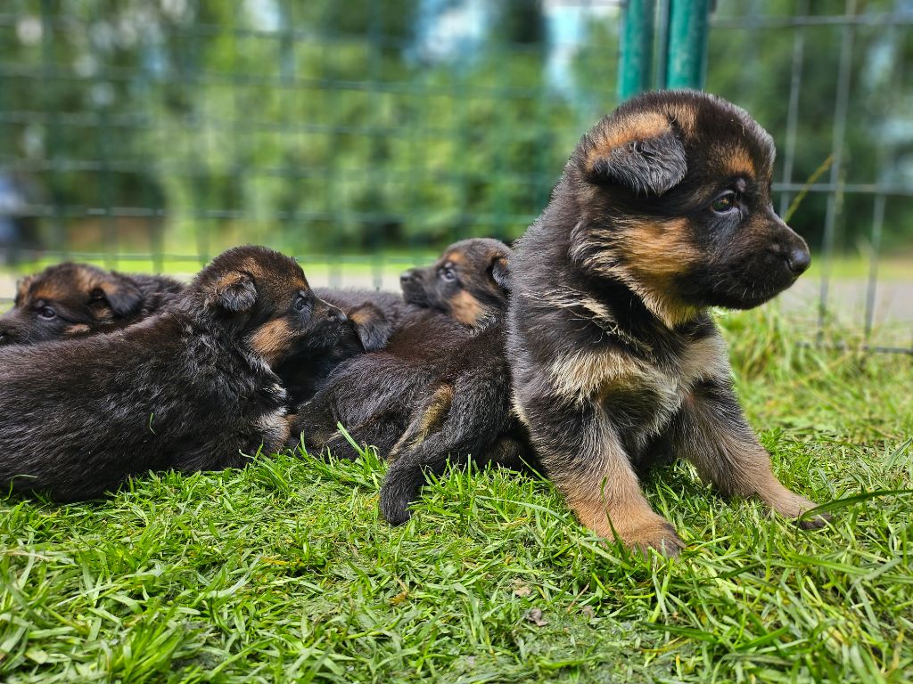 chiot Berger Allemand Des Mille Nuances De Douceur