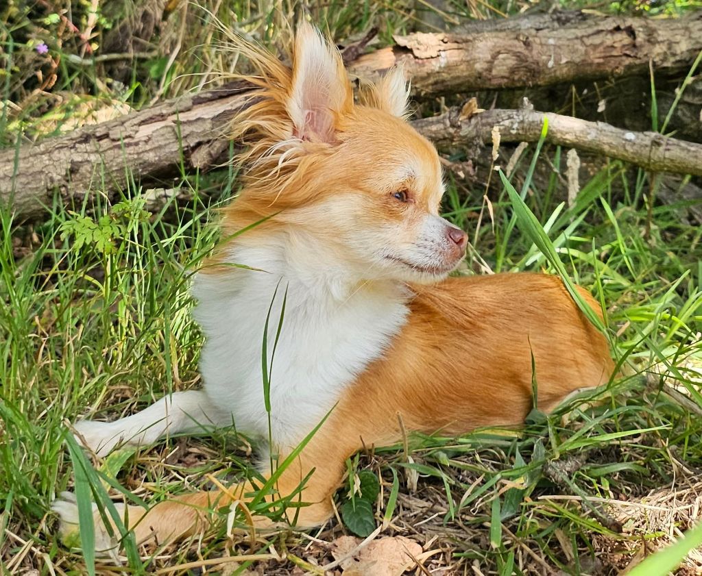 Vanille du chemin des perséides