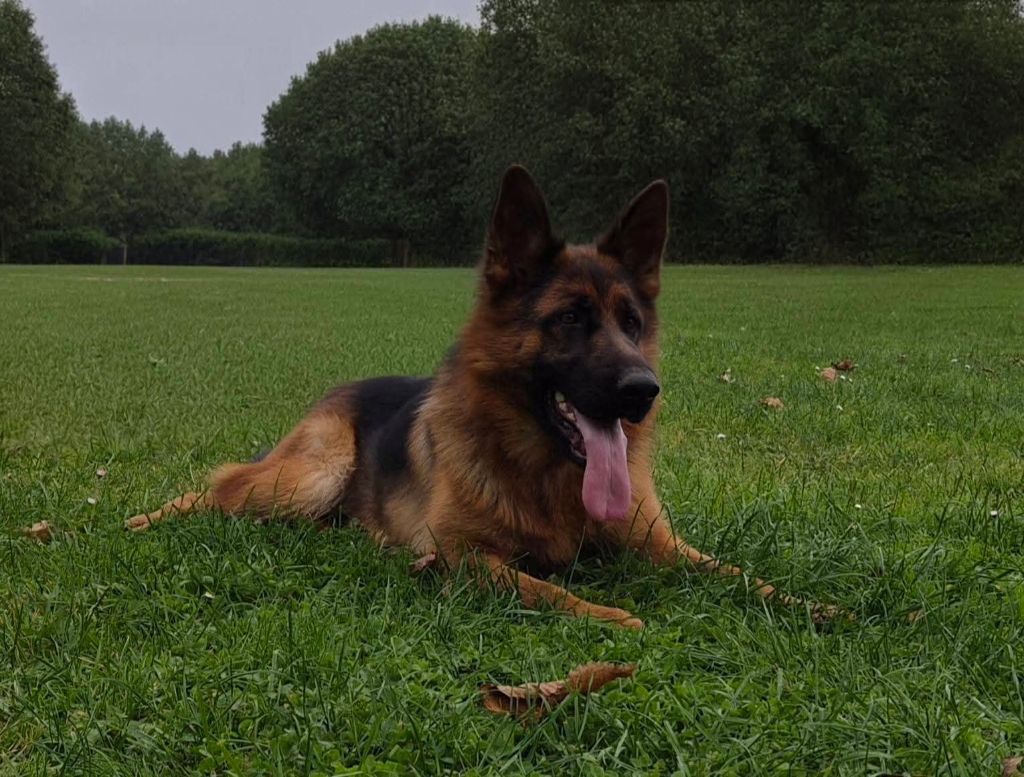 Vida des Légendaires Nahauri