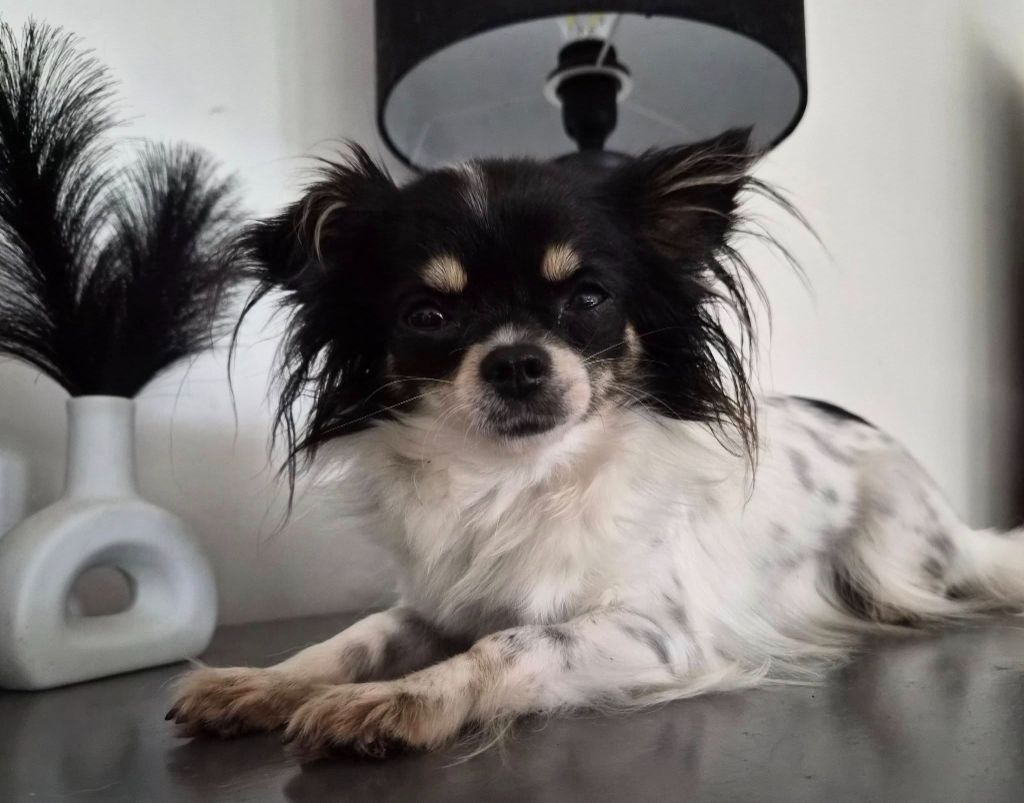 Vénus du chemin des perséides