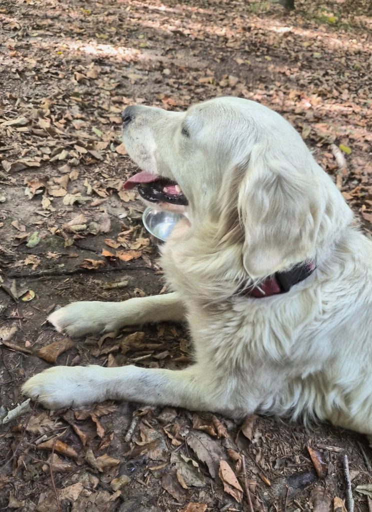 Too much des Légendaires Nahauri