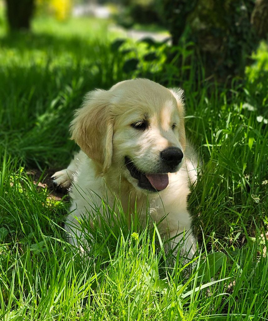 Des Mille Nuances De Douceur - Chiots disponibles - Golden Retriever