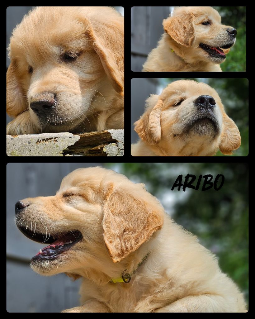Des Mille Nuances De Douceur - Chiots disponibles - Golden Retriever