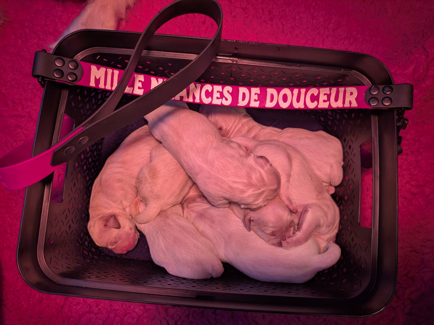Des Mille Nuances De Douceur - Chiots disponibles - Golden Retriever