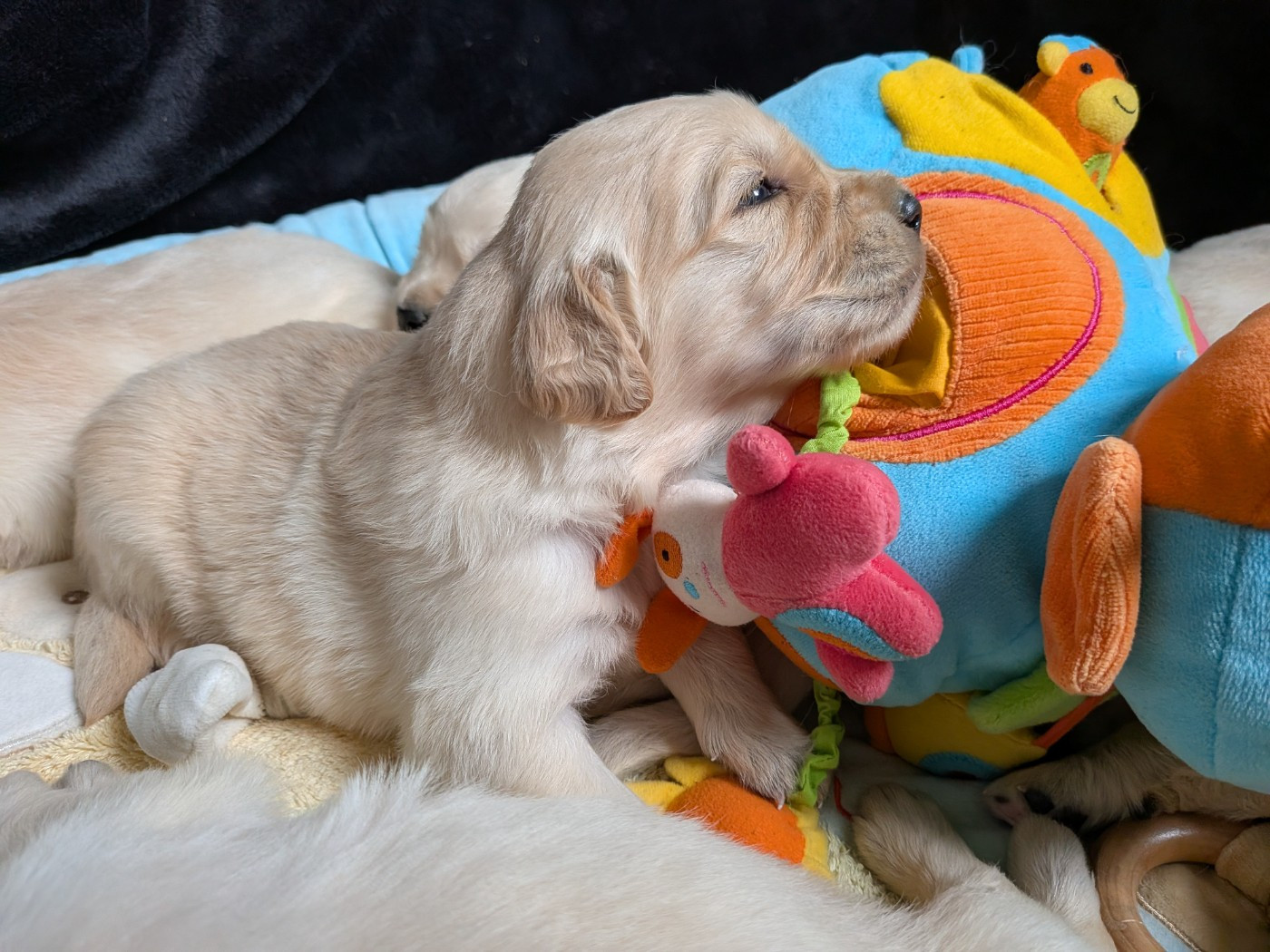 Des Mille Nuances De Douceur - Chiots disponibles - Golden Retriever