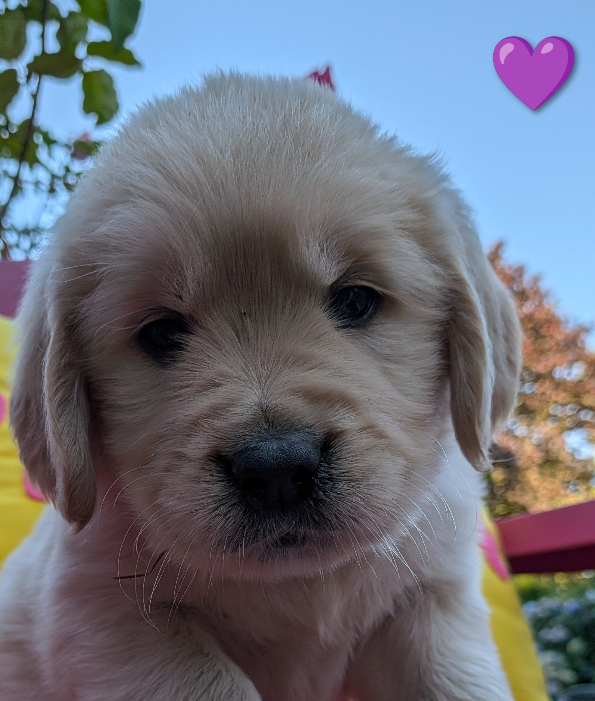 Des Mille Nuances De Douceur - Chiots disponibles - Golden Retriever