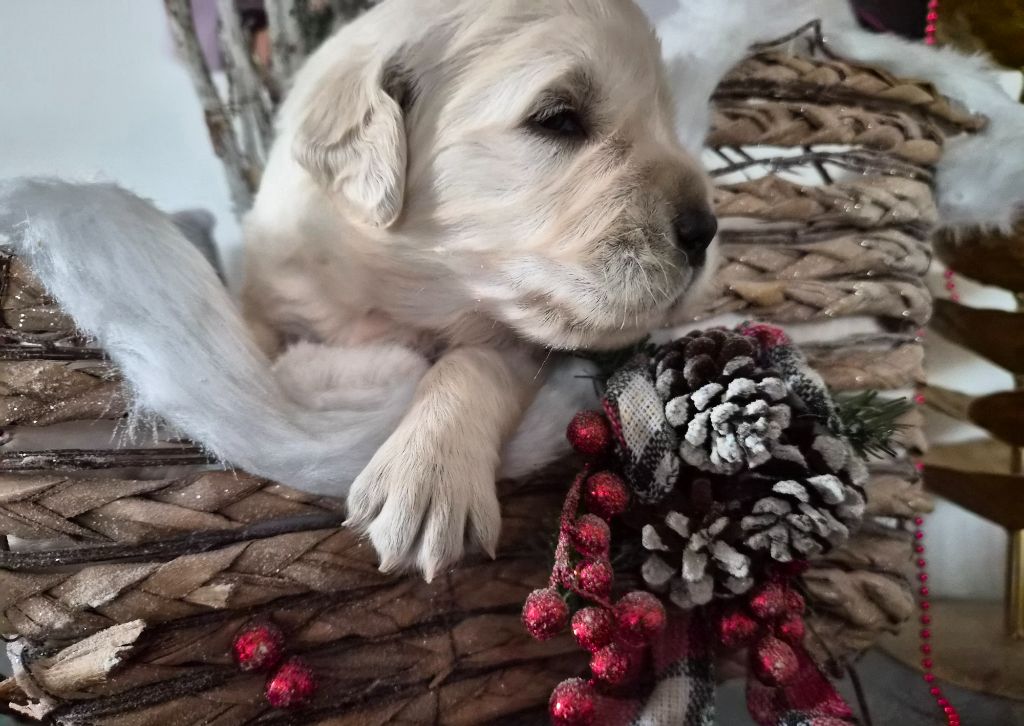 Des Mille Nuances De Douceur - Chiots disponibles - Golden Retriever