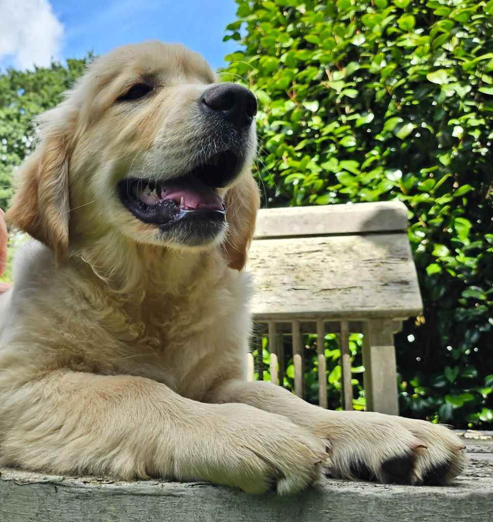 Des Mille Nuances De Douceur - Chiots disponibles - Golden Retriever