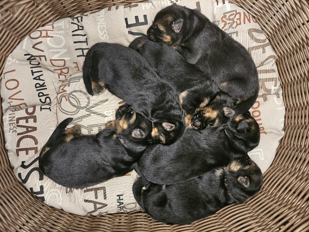 Des Mille Nuances De Douceur - Chiots disponibles - Berger Allemand