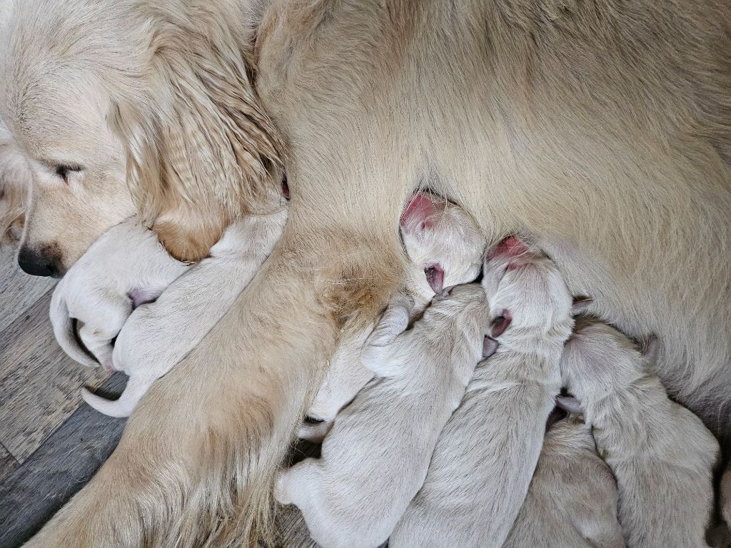 Des Mille Nuances De Douceur - Chiots disponibles - Golden Retriever