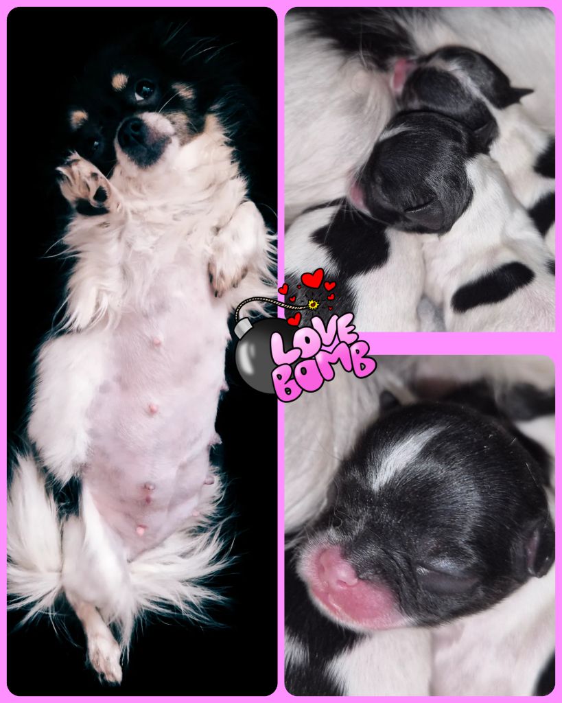 Des Mille Nuances De Douceur - Chiots disponibles - Chihuahua