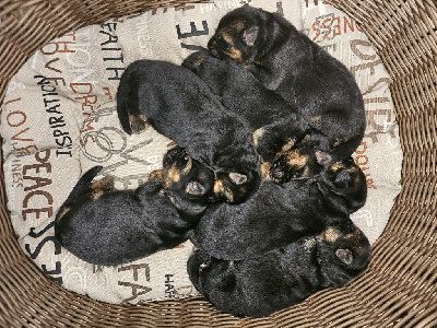 CHIOT 1