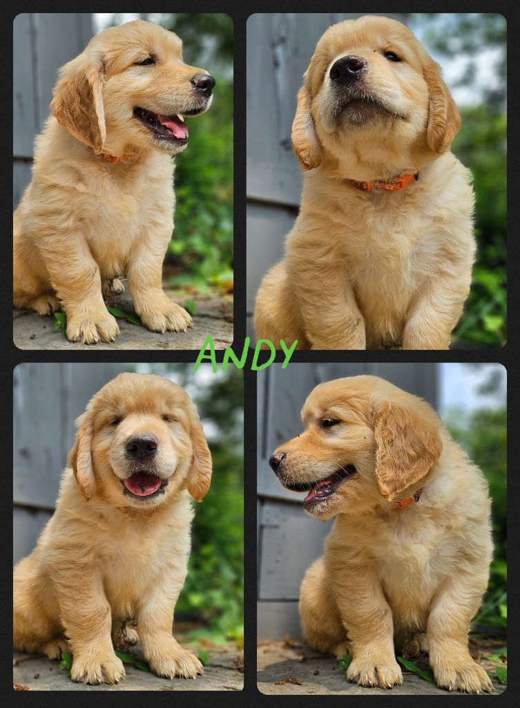 Des Mille Nuances De Douceur - Chiots disponibles - Golden Retriever