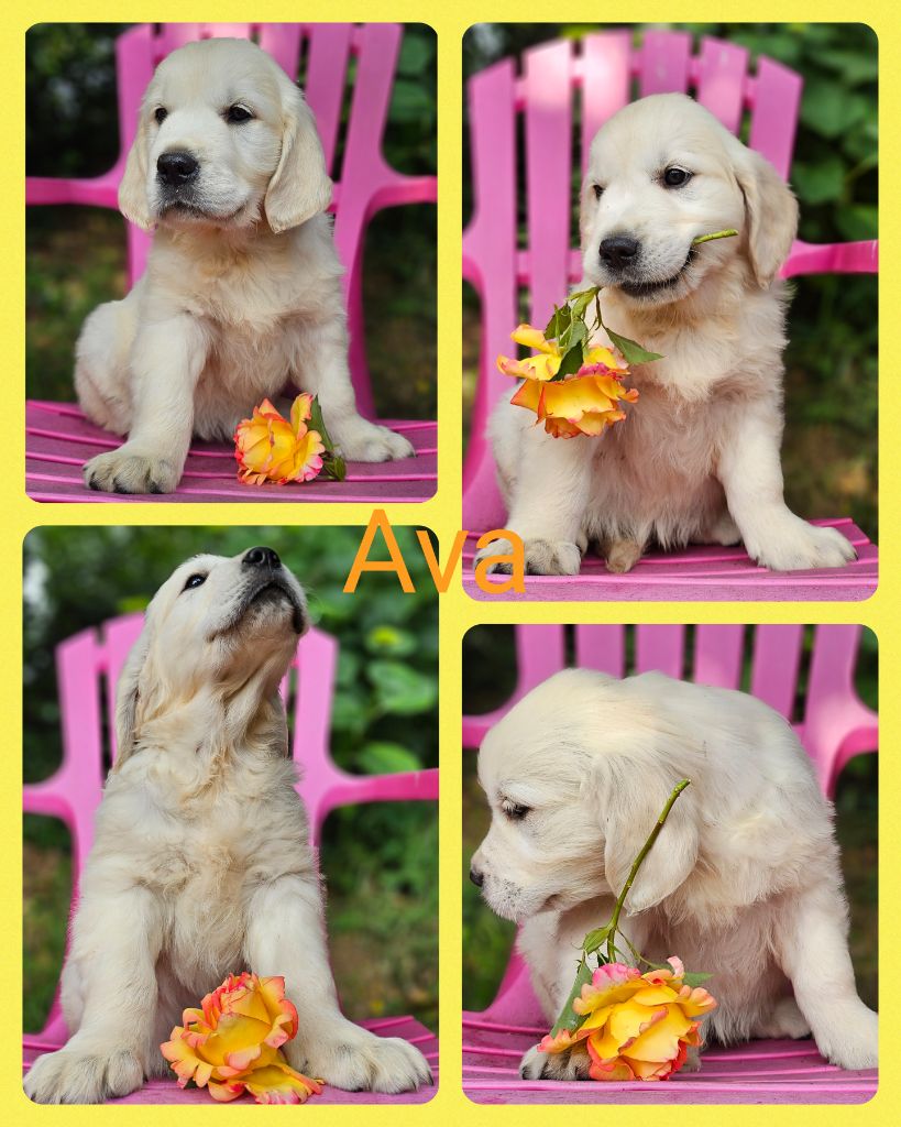 Des Mille Nuances De Douceur - Chiots disponibles - Golden Retriever