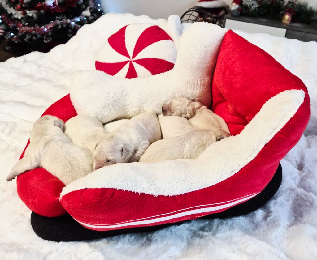 Des Mille Nuances De Douceur - Golden Retriever - Portée née le 12/12/2025