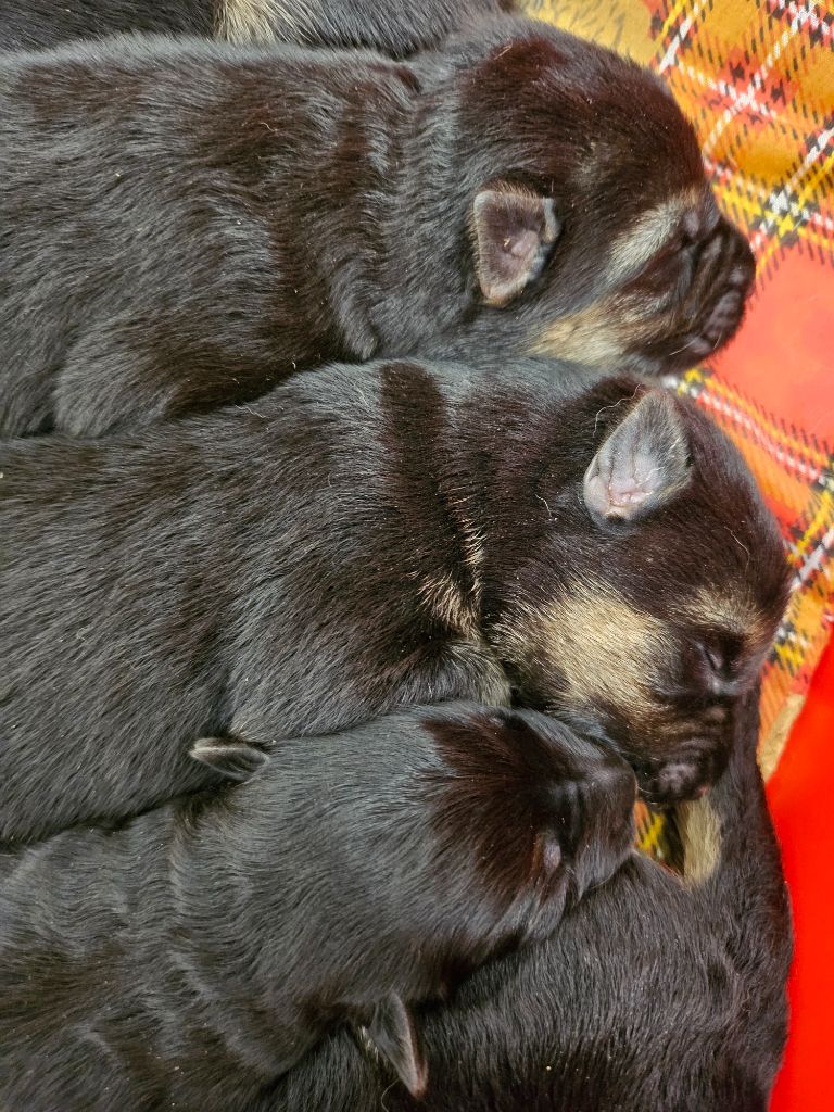 Des Mille Nuances De Douceur - Chiots disponibles - Berger Allemand